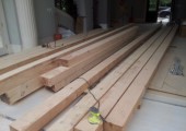 eastern-white-pine